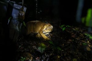 Sepasang Kucing Emas Hasil Sitaan Dilepasliarkan di Kawasan TNBBS oleh BBKSDA Jabar
