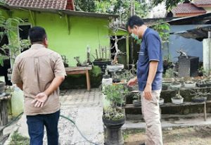 Syarif Hidayat Dukung Pengembangan Tanaman Bonsai