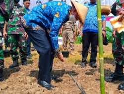 Anggota DPRD Pringsewu Sudiono Hadiri Penanaman Benih Jagung Serentak di Lahan Milik Kodim 0424