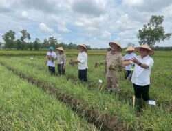 Lamteng Sukses Panen Bawang Merah Dengan Teknologi Digital Farming