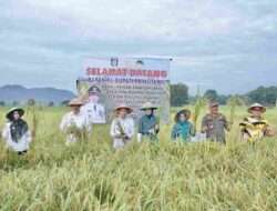 Pj. Bupati Pringsewu Panen Perdana Padi Organik Teknologi BBM