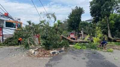 Pohon Tumbang Sebabkan Tiang Listrik Patah, PLN UID Lampung Gerak Cepat Normalkan Pasokan Listrik