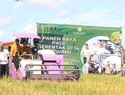 Petani Lampung Sambut Gembira Panen Raya, Pemerintah Pastikan Harga Gabah Menguntungkan