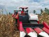 Dukung Penguatan Ketahanan Pangan, GNTI Gelar Panen Raya Jagung di Pesawaran