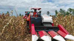 Ketua Umum GNTI sekaligus Ketua DPP PDI Perjuangan Prof. Dr. Ir. Rokhmin Dahuri, mengemudikan kendaraan panen jagung, di Desa Sinar Jati, Tegineneng, Pesawaran, Lampung, Sabtu 30 Mei 2026.