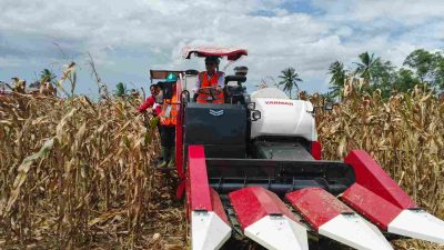 Dukung Penguatan Ketahanan Pangan, GNTI Gelar Panen Raya Jagung di Pesawaran