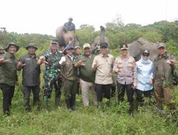 Pemerintah Bangun Pembatas 138 Km di Way Kambas, Solusi Permanen Konflik Gajah dan Manusia