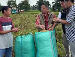 BULOG Tembus Serapan 3 Juta Ton Gabah/Beras Petani, Lampung Sumbang 400 Ribu Ton
