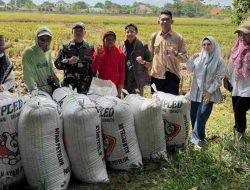 Memperkuat Ketahanan Pangan Nasional Perum Bulog Lampung Realisasikan Penyerapan Gabah 369 Ribu Ton