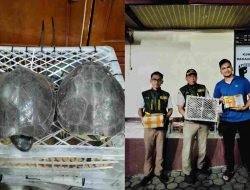 Barantin Temukan 70 Kura-kura dalam 21 Paket, Dibawa Mobil Ekspedisi di Pelabuhan Bakauheni