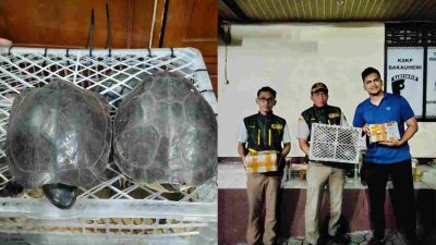 Barantin Temukan 70 Kura-kura dalam 21 Paket, Dibawa Mobil Ekspedisi di Pelabuhan Bakauheni