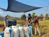 BULOG Lampung Catat Pertumbuhan Pengadaan 19,13 Persen, Kontribusi Nasional Capai 6 Persen