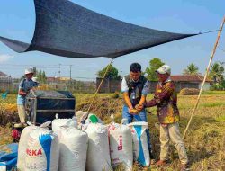 BULOG Lampung Catat Pertumbuhan Pengadaan 19,13 Persen, Kontribusi Nasional Capai 6 Persen