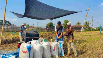 BULOG Lampung Catat Pertumbuhan Pengadaan 19,13 Persen, Kontribusi Nasional Capai 6 Persen