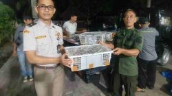 1.689 Burung Tanpa Dokumen Diamankan di Bakauheni, 57 di Antaranya Dilindungi
